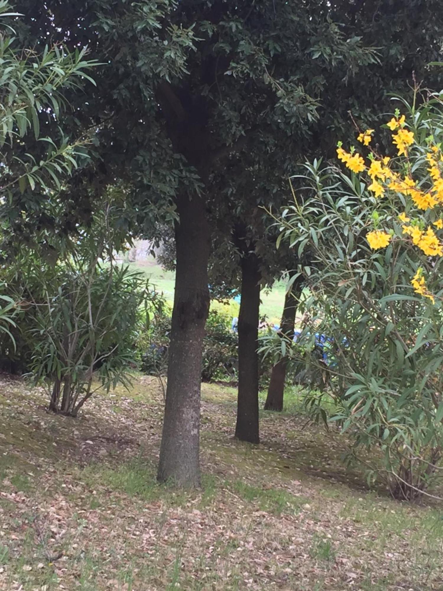 Appartamento Dell Agriturismo Pane E Olio Todi Dış mekan fotoğraf